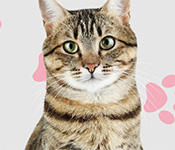 I Love Finding Cats Collector's Edition Free Download